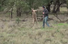 Oto oryginalne wideo faceta, który uderzył Kangura, by uratować swojego psa