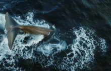 Martwy wieloryb pełen plastiku. Filmy dokumentalne w PLANETE+