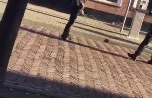 Polak bije trzech policjantów - tak sobie radzą nasi w Holandii