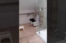 Kulturalny kot załatwia się na sedesie | cat peeing into the toilet