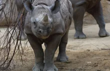 Zagrożony wyginięciem nosorożec urodzi się jesienią w zoo