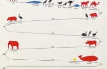 Długość życia zwierząt