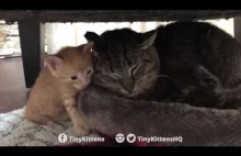 Schorowany kot okazuje ciepło wobec dwóch kociaków