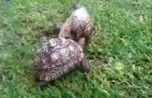 Żółw pomaga wstać innemu żółwiowi, który przewrócił się na skorupę.