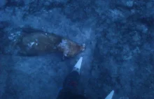 Lis zamrożony w jeziorze