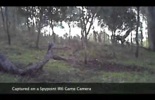 Orzeł atakuje kangura