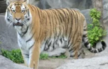Tygrys kaspijski. Gatunek, który wymarł na początku lat 70-tych XX wieku.