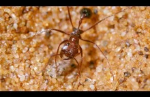 Mrówkobójcza pułapka