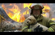 Strażacy bohaterowie ratują życie zwierząt