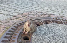 Tłusty szczur utknął w klapie studzienki. "Bioderka mu nie przeszły"