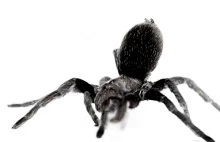 Australia: Atak pająków na miasteczko. I to nie żadne Sci-Fi [ENG]