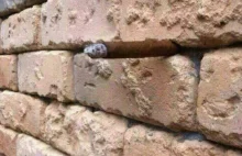 Niewiarygodna "iluzja" ściany z cegieł