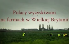 BBC: Polacy wyzyskiwani na farmach w Wielkiej Brytanii [polskie napisy