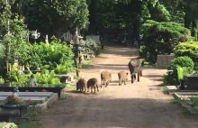 Oliwa. Dziki na cmentarzu - uwaga, może być groźnie [ZOBACZ FILM