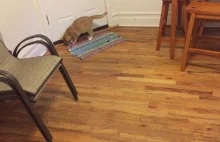 Niewidoma kotka aportuje <VIDEO>