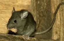 W Hongkongu człowiek zachorował na szczurze zapalenie wątroby