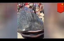 Żywy rekin wielorybi pocięty na kawałki na targu w Chinach
