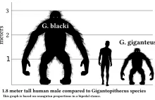 Gigantopithecus blacki - największa małpa człekokształtna w historii Ziemi