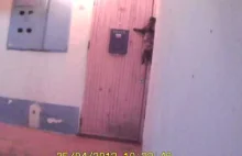 Kot dzwoni dzwonkiem do drzwi aby go wpuścić