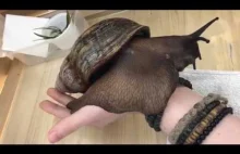 Achatina - największy ślimak na świecie