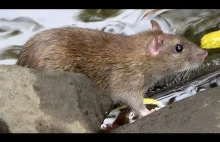 Szczury w Parku Książąt Pomorskich Koszalin