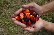 Olej palmowy- O co chodzi w akcji internautów?
