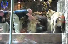 Pracownik zoo zostaje zaatakowany przez Lwa na wybiegu...