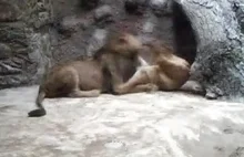 Film jak Lew zagryza lwicę w gdańskim Zoo.