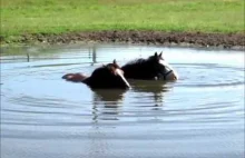 Konie rozkoszujące się wodą.