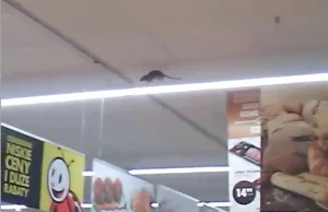 Szczur biegający pod sufitem marketu Biedronka