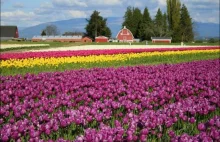 Really funny stuff - Beautiful Tulip Fields 32 pics