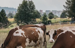 Miastowi chcą przepędzić ze wsi ostatniego rolnika. Bo jego krowy śmierdzą