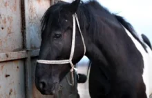 Wirtualna adopcja - ratowanie koni przed rzezią