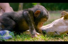 Szczeniaki i szympansy stają się najsłodszymi przyjaciółmi BBC Earth