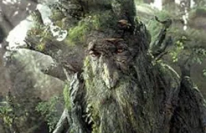 Afera leśna w Isengardzie!
