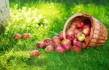 Rosjanie: Polacy, sami sobie żryjcie swoje robaczywe jabłka