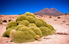 Yareta (Azorella compacta)