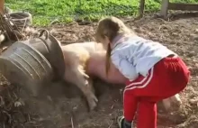 Dziewczynka łaskocze świnie :D Rzecz jasna w Rosji.