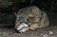 Powinniśmy się bać wilków? Obalamy najczęstsze mity
