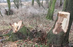 Nielegalnie wycinali drzewa. Odpowiedzą za kradzież