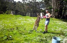 Człowiek vs kangur
