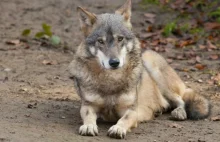 Wilkom dobrze na jeziorach. Na Warmii i Mazurach żyje już około 150 wilków.