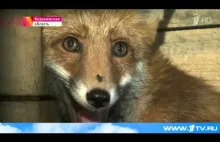 W Rosji dobrzy ludzie uratowali lisa, który potem przygarnął porzucone...