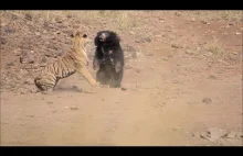 Tygrys atakuje niedźwiedzia (wargacza leniwego).