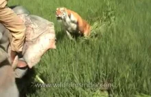 Niespodziewany atak tygrysa