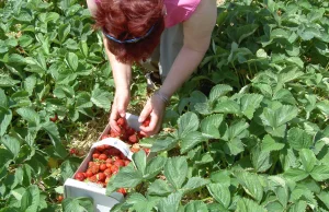 Nagranie, jak „drugi Lepper” broni polskich rolników przed konkurencją z...