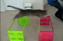THE BEST OF CAT AGILITY