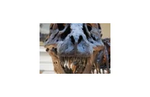 Tyrannosaurus rex: hiena epoki dinozaurów