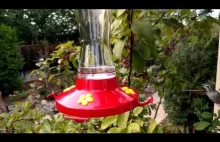 Koliber w zwolnionym tempie