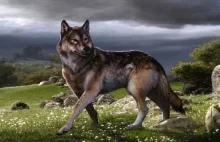 Wilk straszny (Canis dirus)